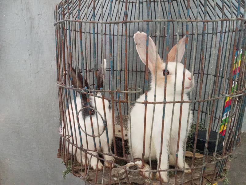 Rabbit babies 0
