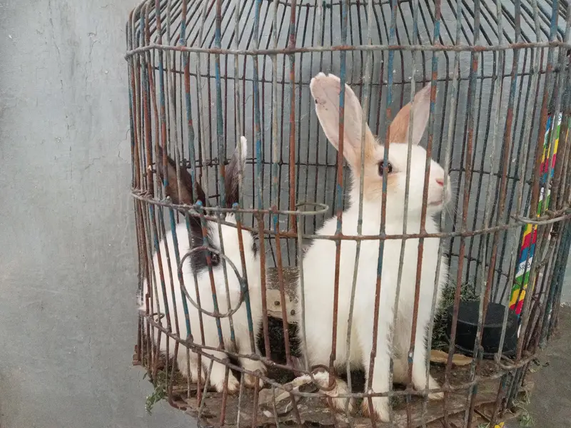 Rabbit babies