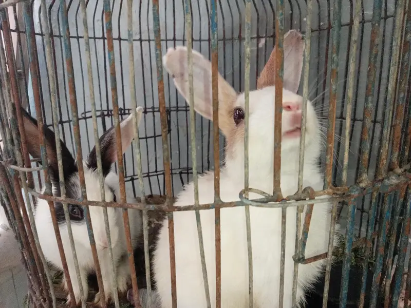 Rabbit babies — photo 2