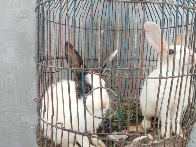 Rabbit babies 2