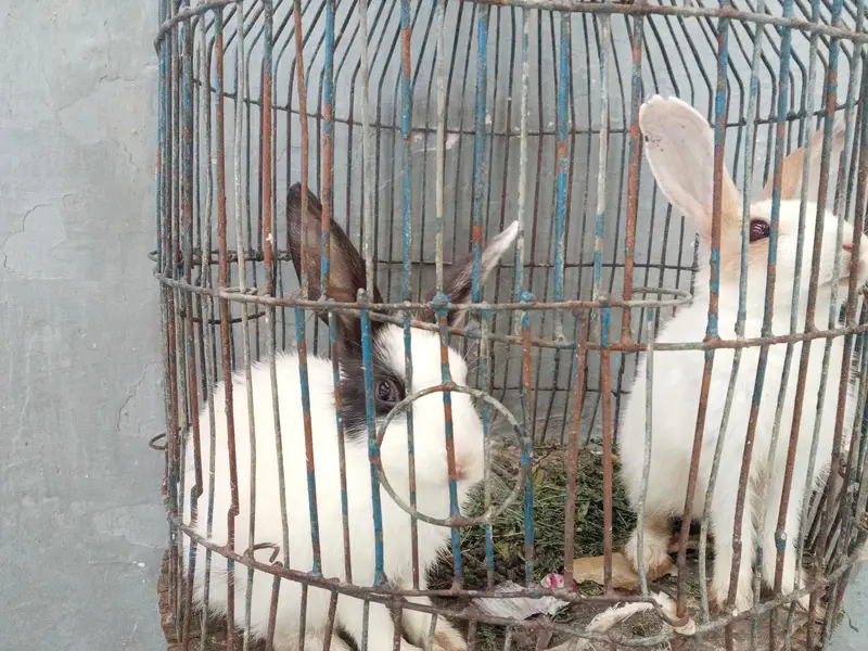 Rabbit babies — photo 3