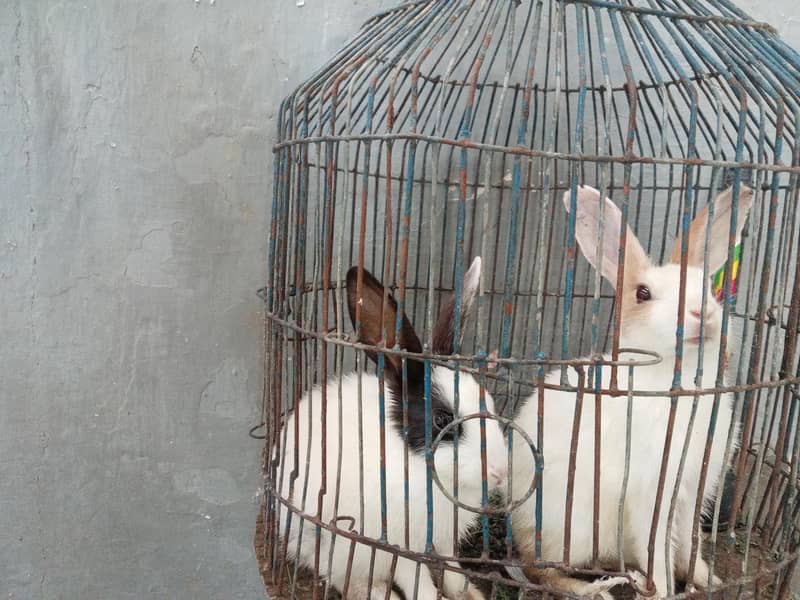 Rabbit babies 3