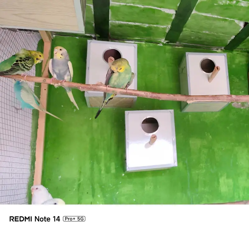 aegent deny hai yellow face pied 0347/41/60/562 — photo 2