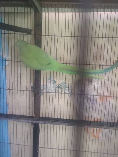 parrots