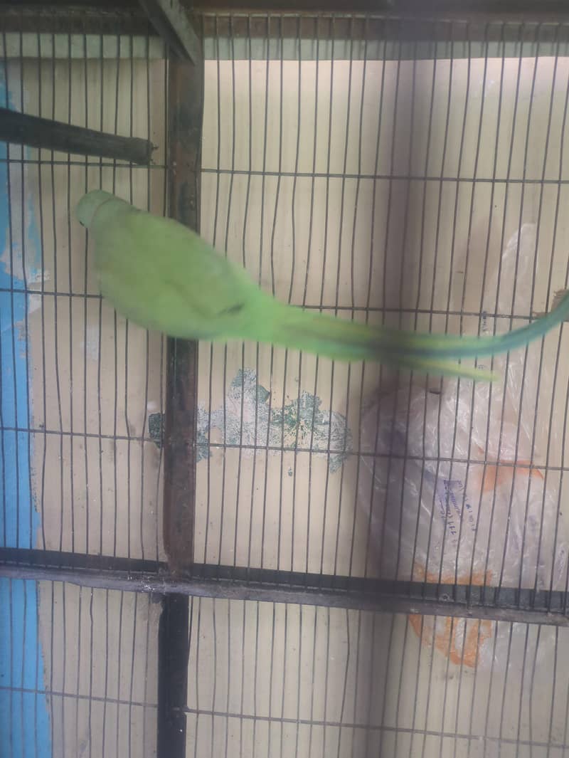 parrots 0