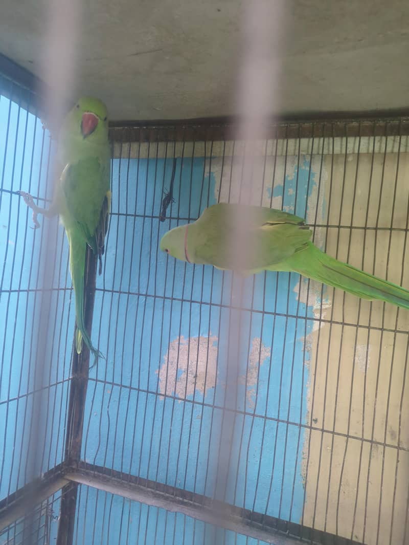 parrots 1