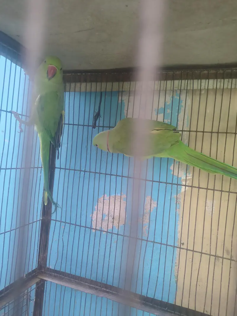 parrots — photo 2