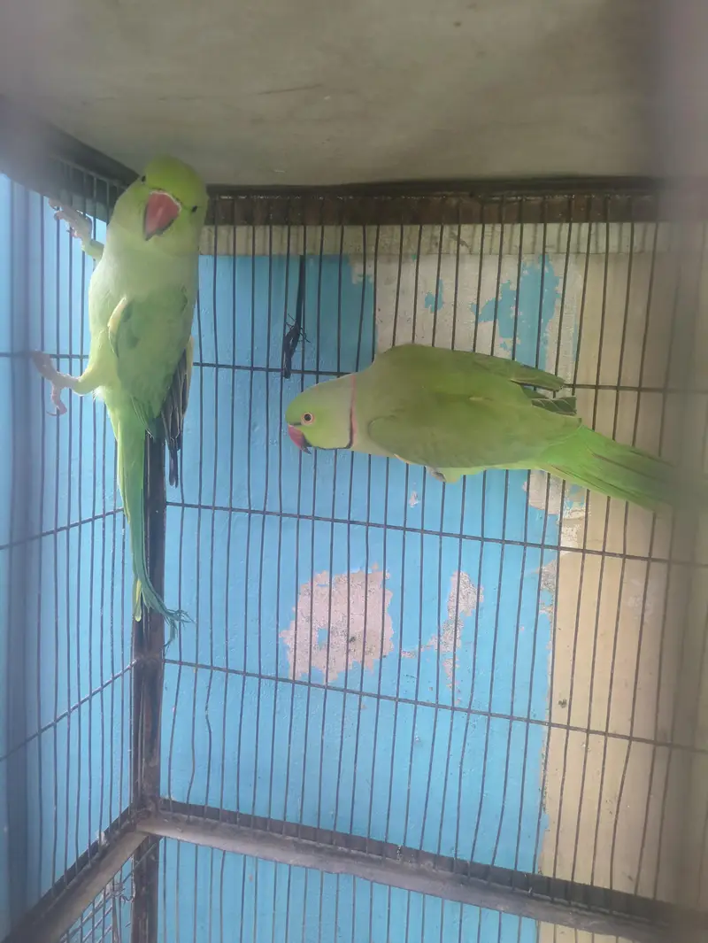 parrots — photo 3