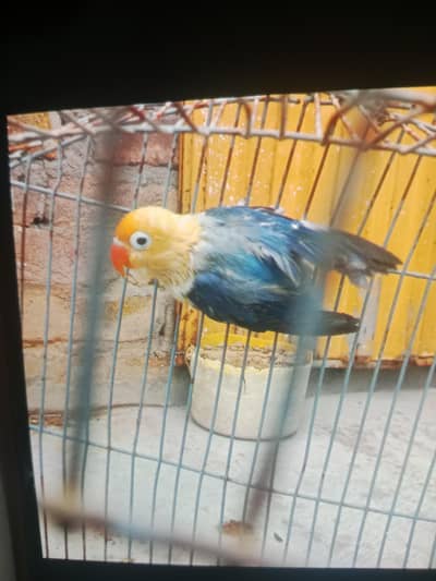 Love birds