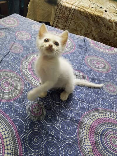 white color, yellow eyed semi Persian kitten kitten