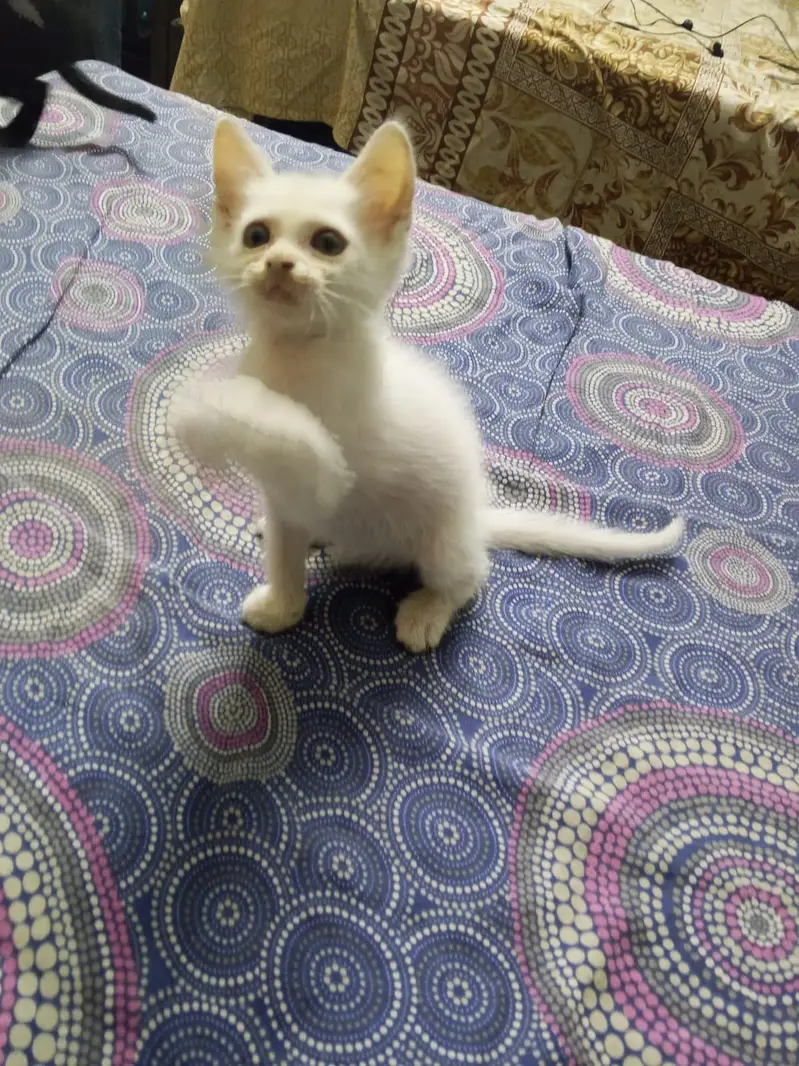 white color, yellow eyed semi Persian kitten kitten — photo 2