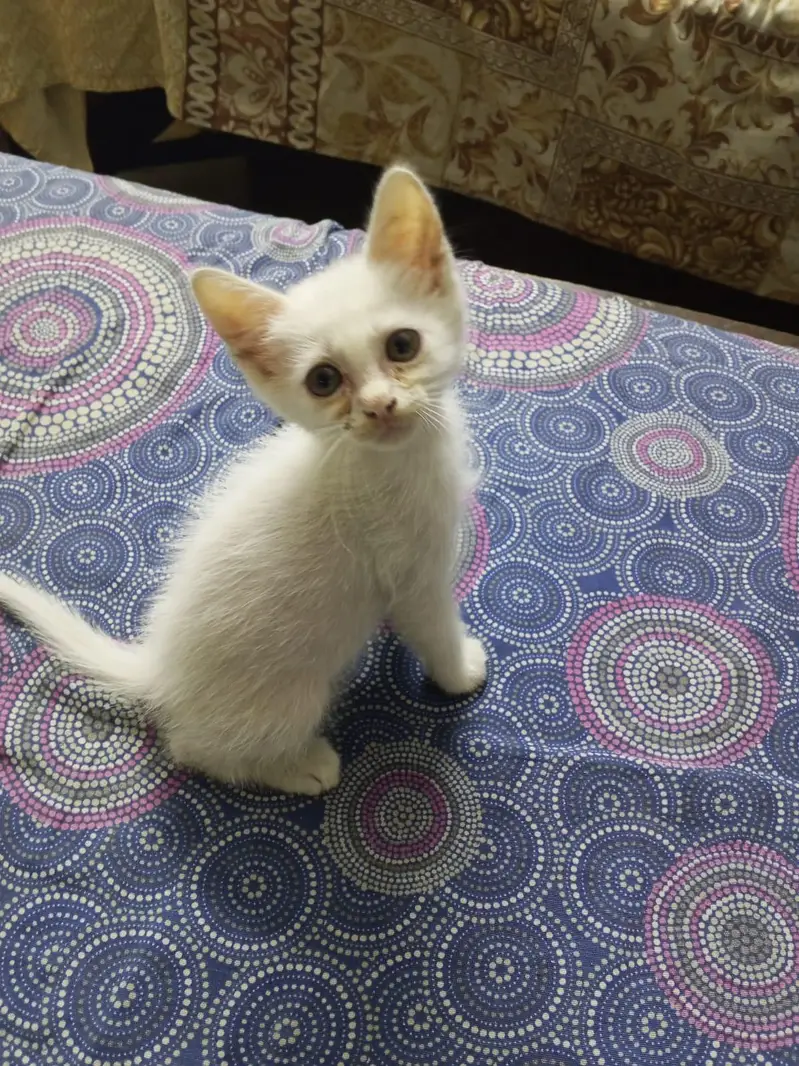 white color, yellow eyed semi Persian kitten kitten — photo 3