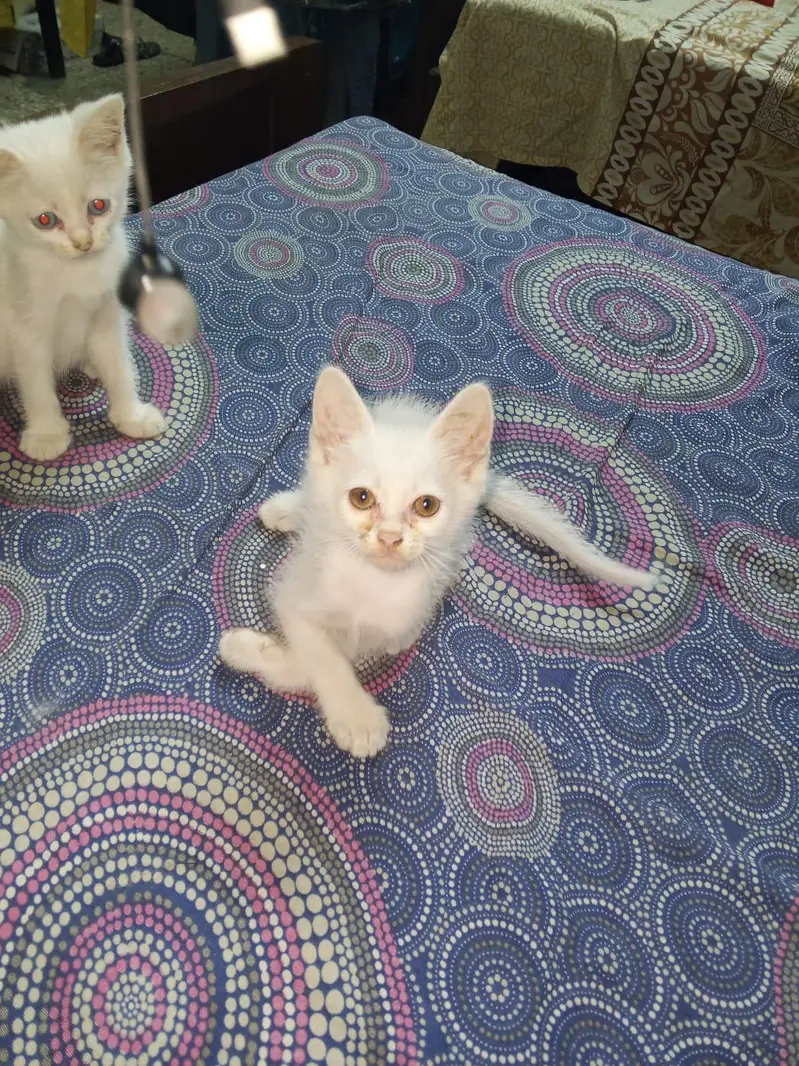 white color, yellow eyed semi Persian kitten kitten — photo 5