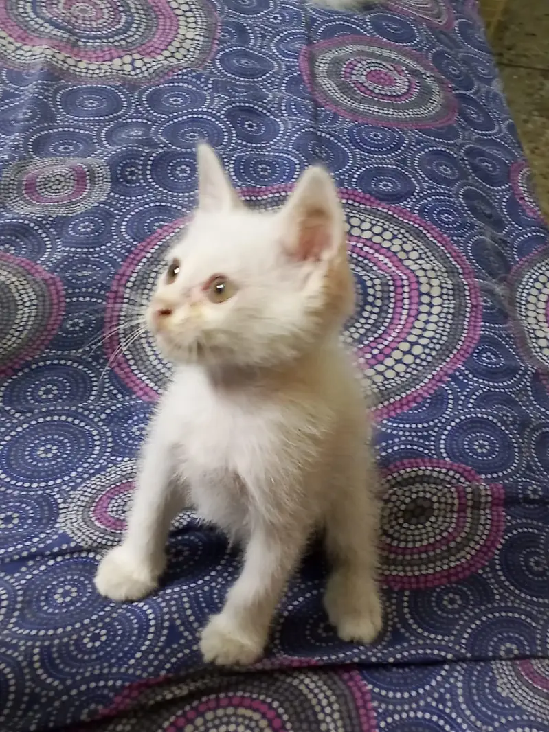 white color, yellow eyed semi Persian kitten kitten — photo 6