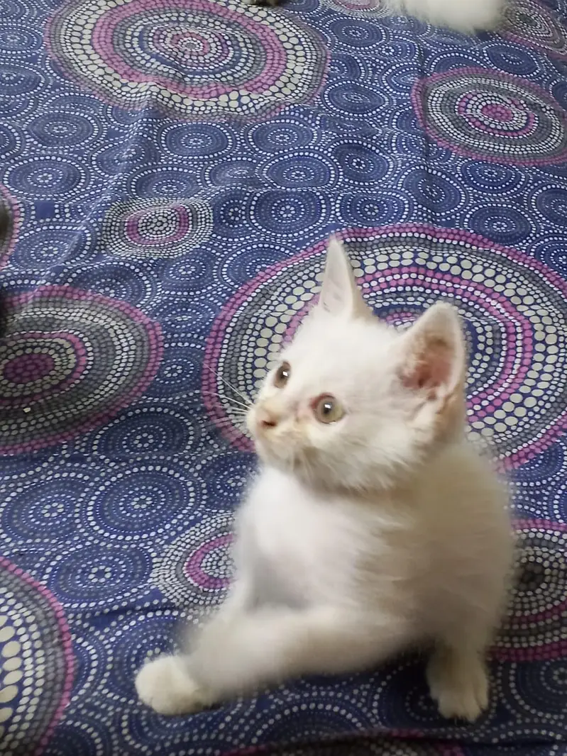 white color, yellow eyed semi Persian kitten kitten — photo 7