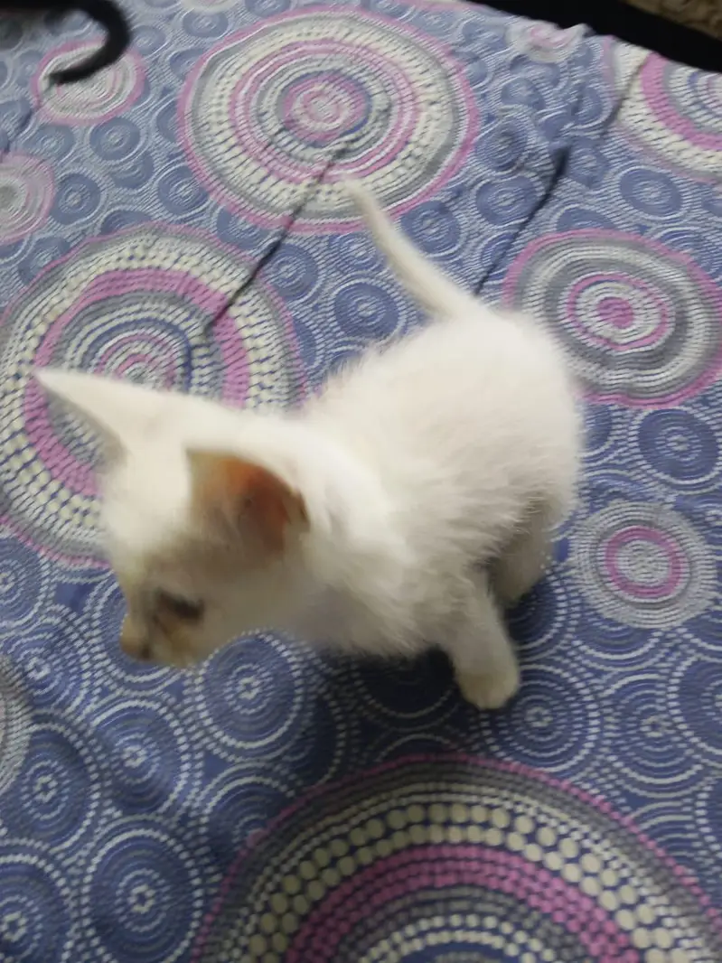 white color, yellow eyed semi Persian kitten kitten — photo 8