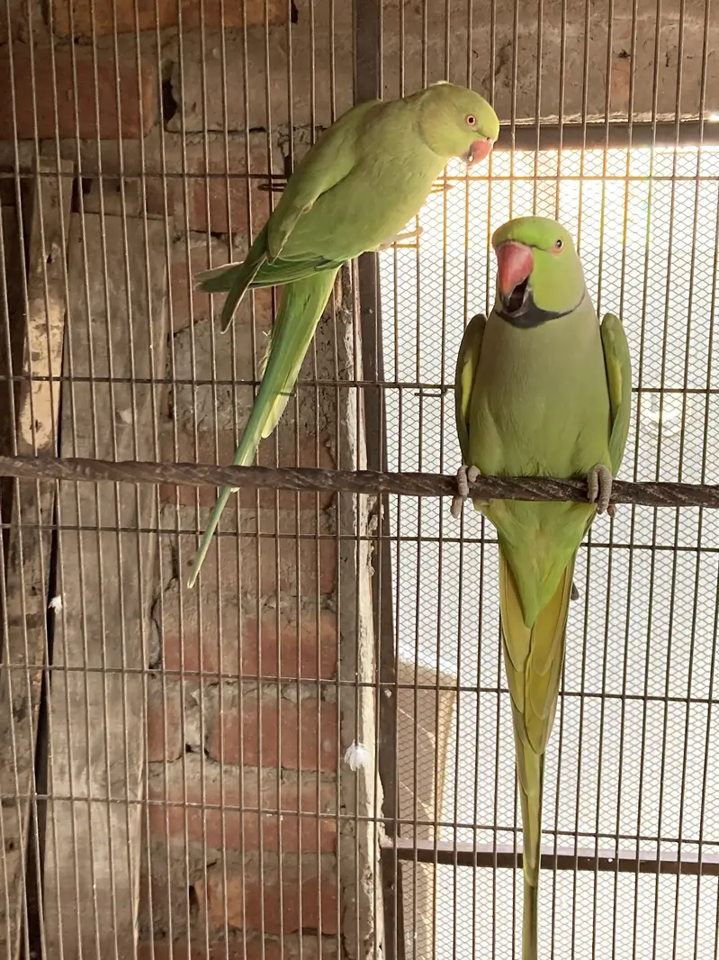 Green ring nack breeder pair 1000% — photo 2