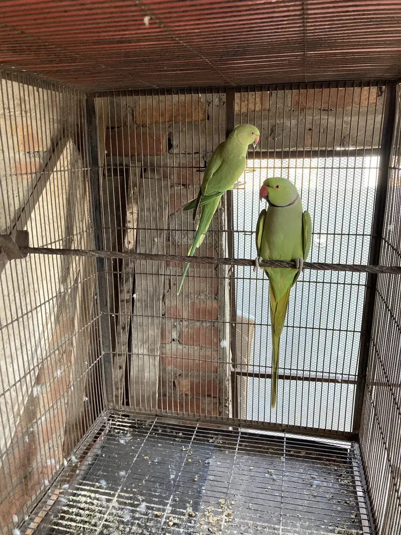 Green ring nack breeder pair 1000% — photo 3