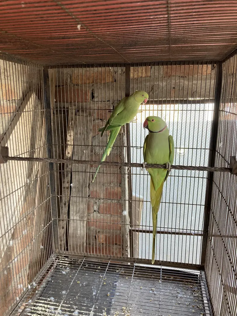 Green ring nack breeder pair 1000% — photo 5
