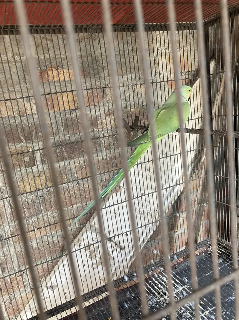 Green ring nack breeder pair 1000% — photo 7