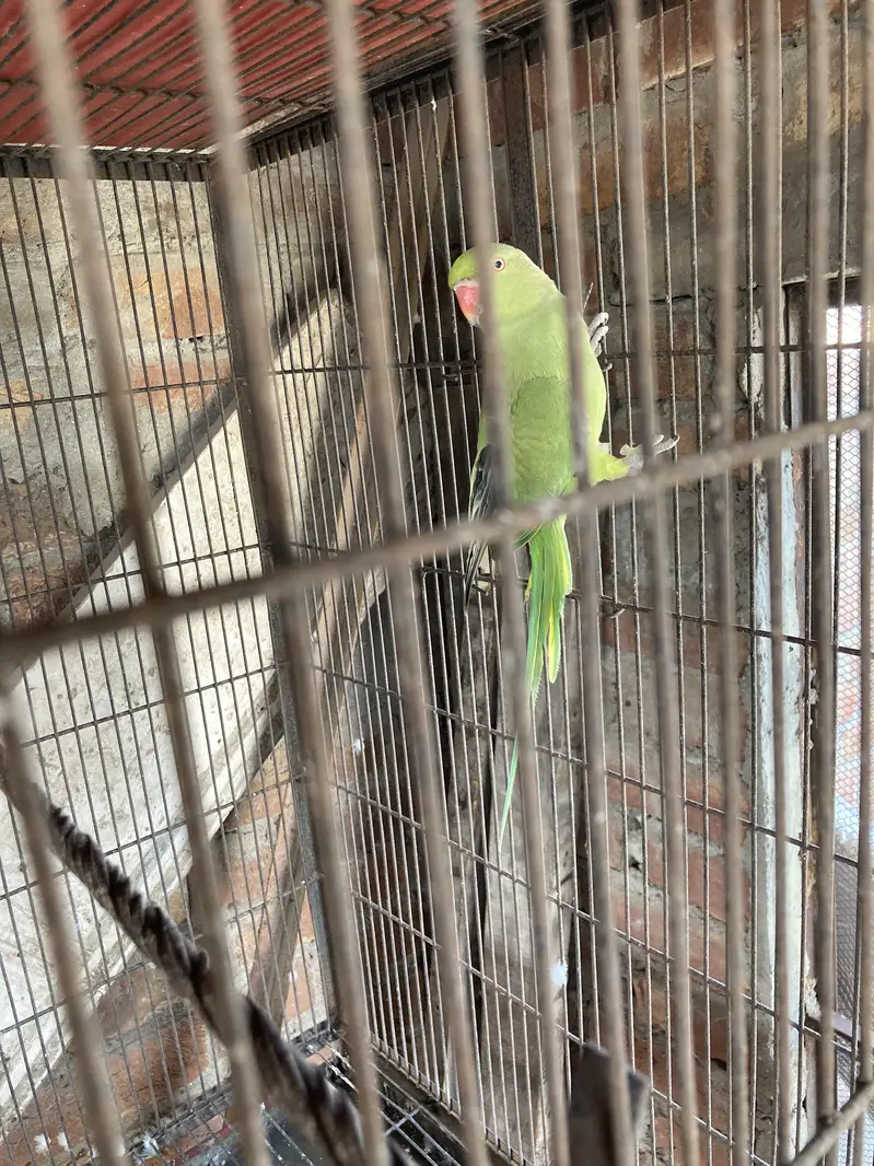 Green ring nack breeder pair 1000% — photo 8