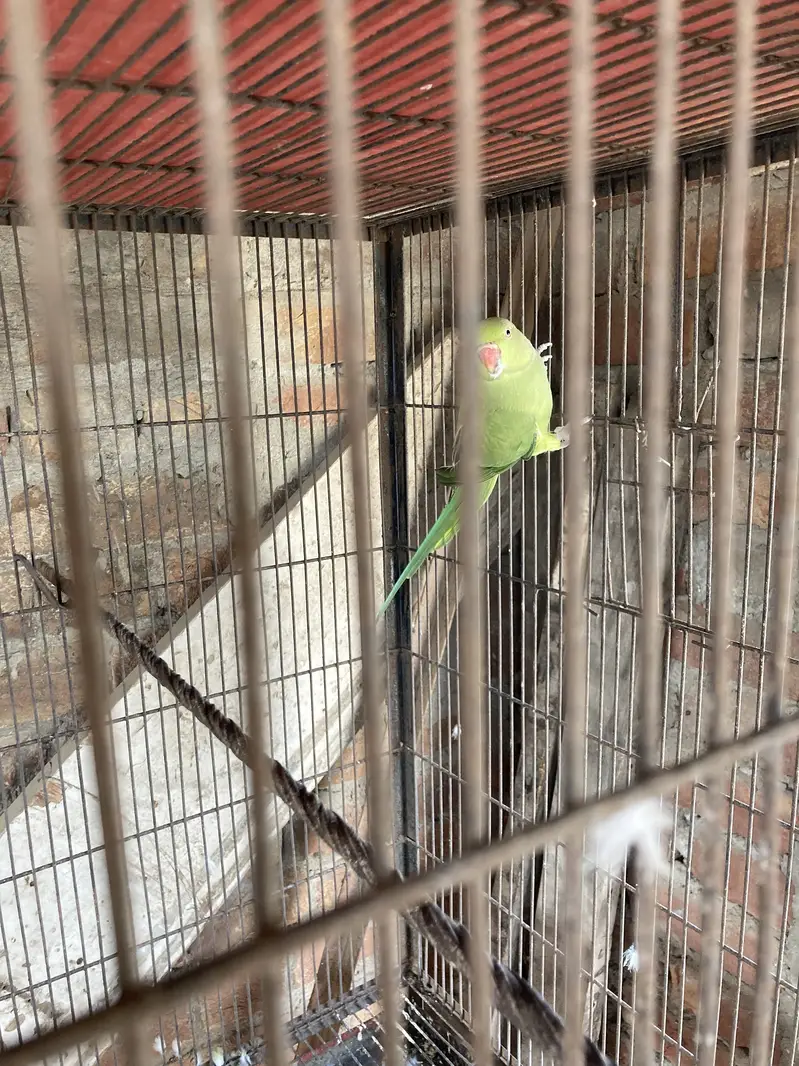 Green ring nack breeder pair 1000% — photo 9