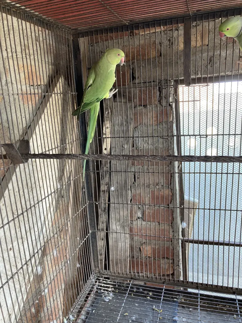 Green ring nack breeder pair 1000% — photo 12