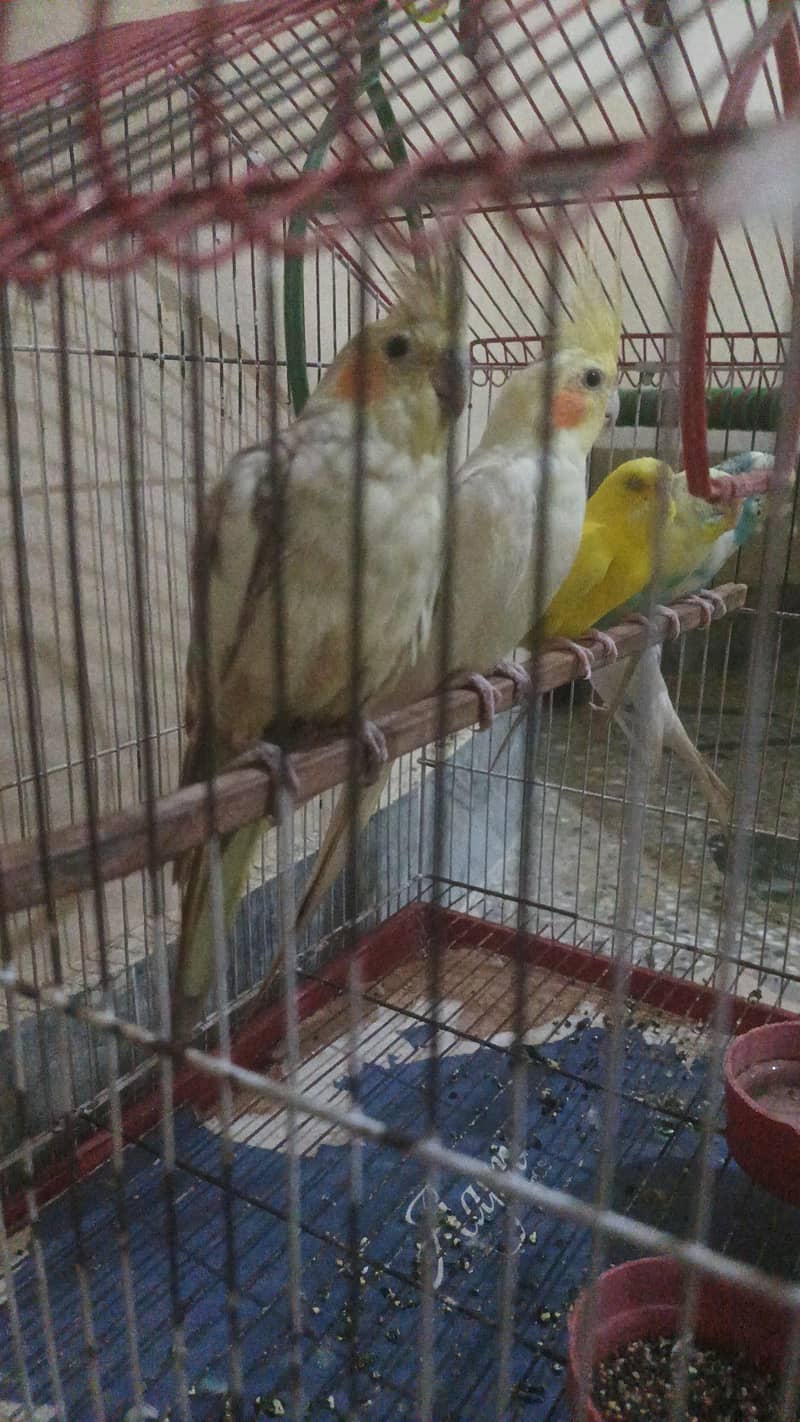 1 pair cocktail 2 pair budgies with cage - Parrots - 1120849129