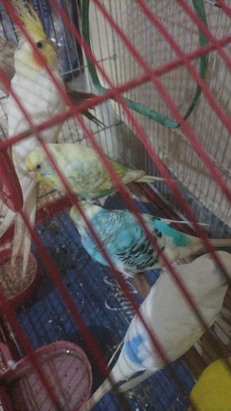 1 pair cocktail 2 pair budgies with cage - Parrots - 1120849129