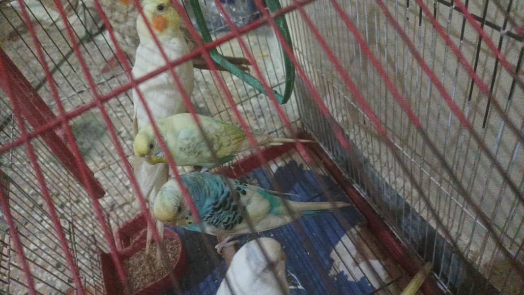1 pair cocktail 2 pair budgies with cage - Parrots - 1120849129