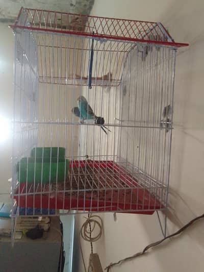 Austrian parrot pair