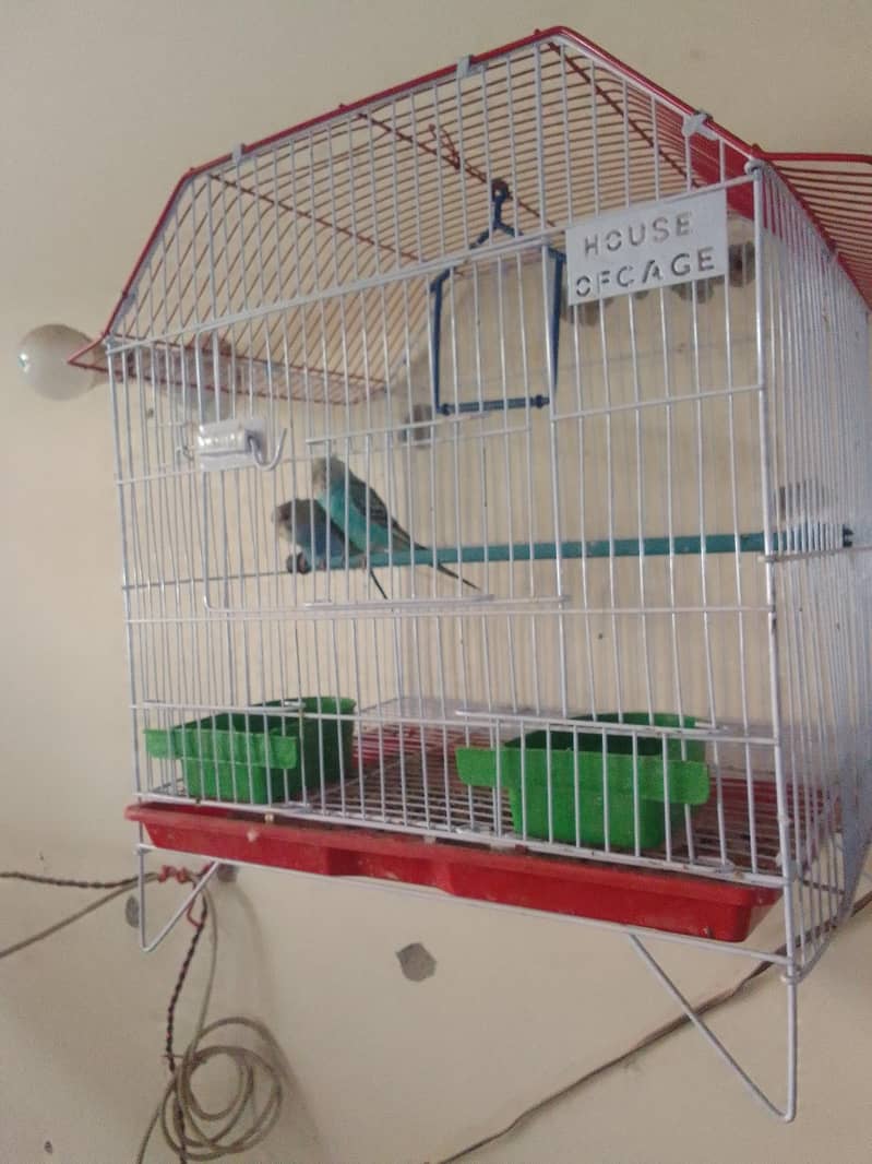 Austrian parrot pair 1