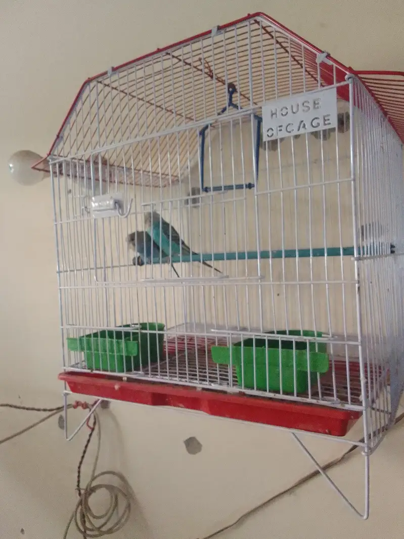 Austrian parrot pair — photo 2