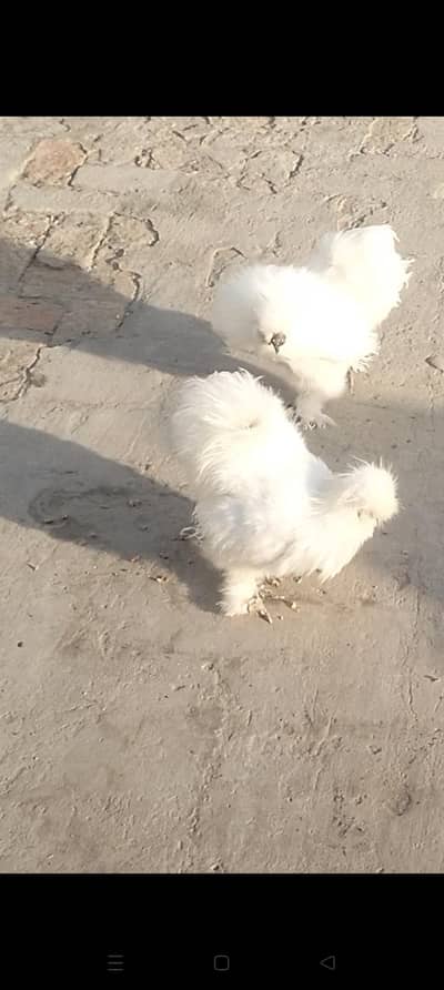 pure white silki male for sale