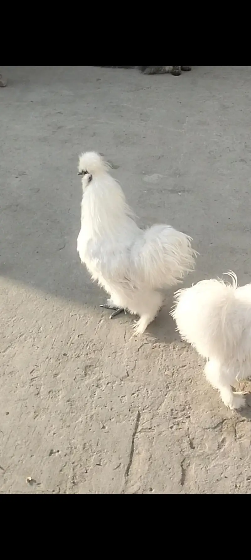 pure white silki male for sale — photo 2