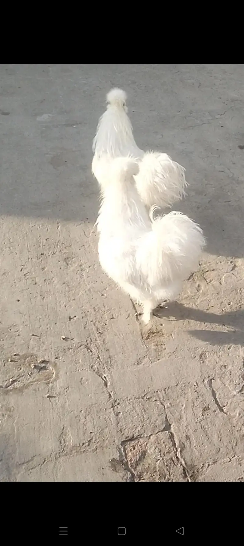 pure white silki male for sale — photo 3