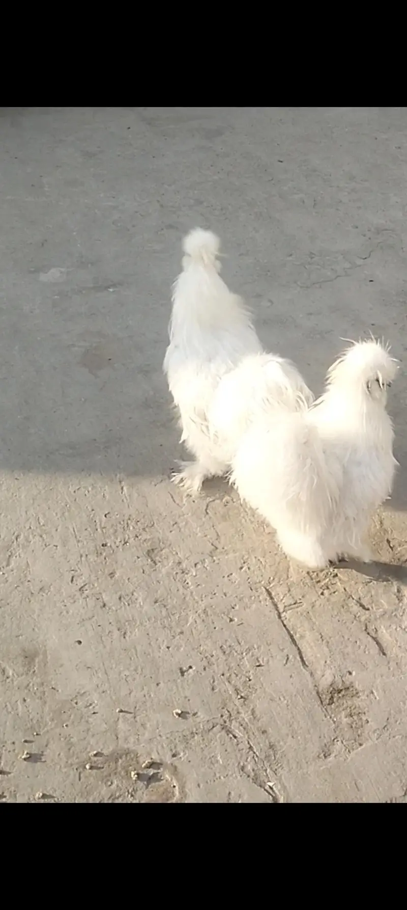 pure white silki male for sale — photo 4