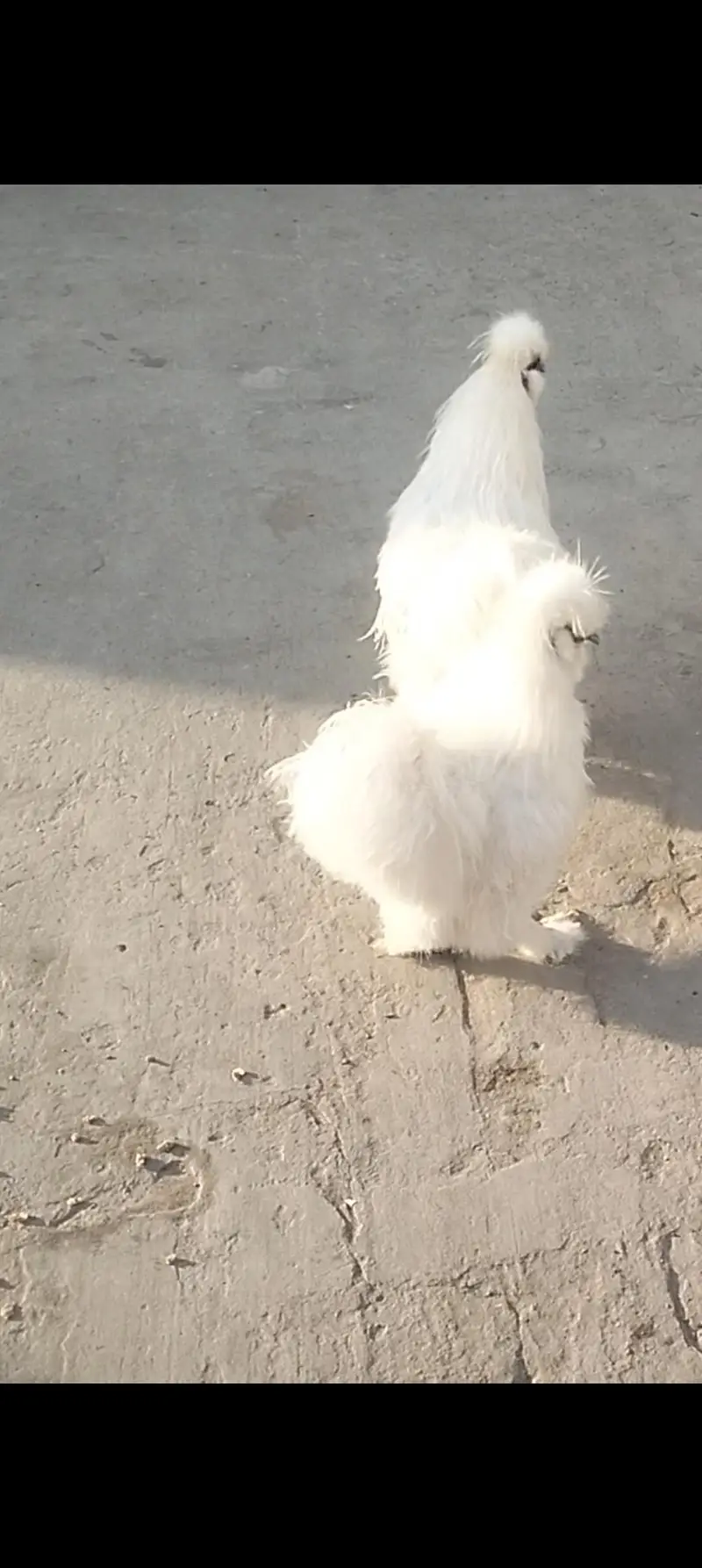 pure white silki male for sale — photo 5