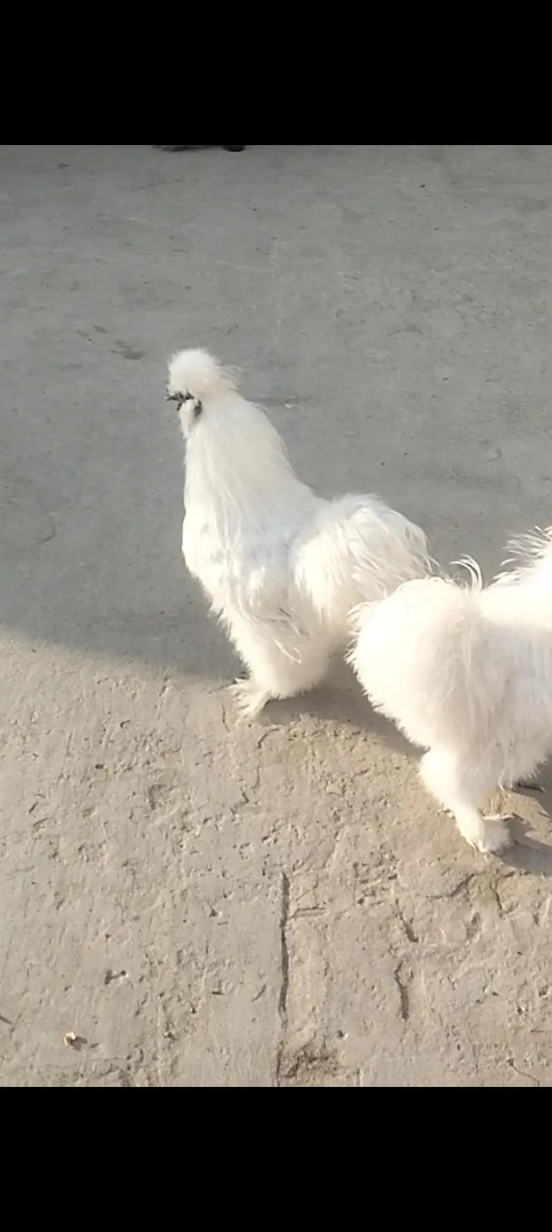 pure white silki male for sale — photo 6