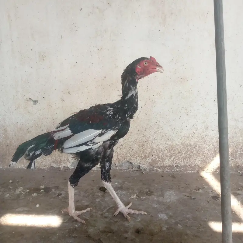 Aseel Set Up All Birds — photo 4