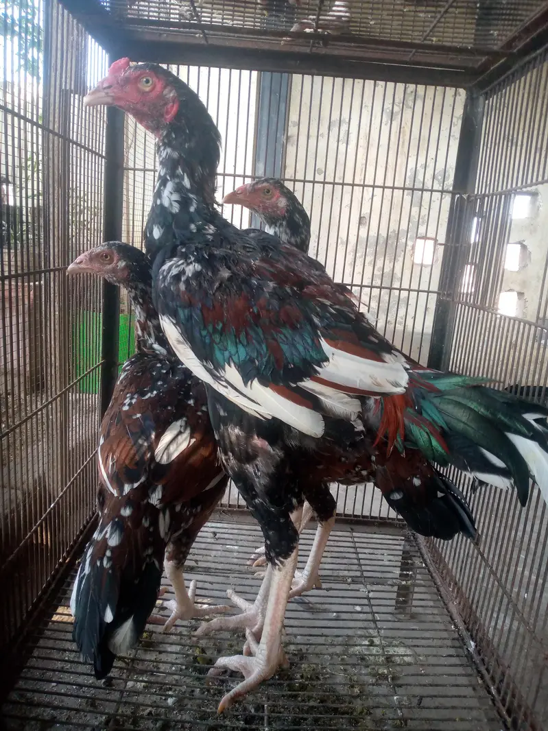 Aseel Set Up All Birds — photo 5