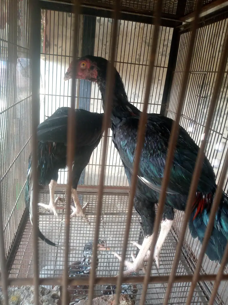 Aseel Set Up All Birds — photo 6