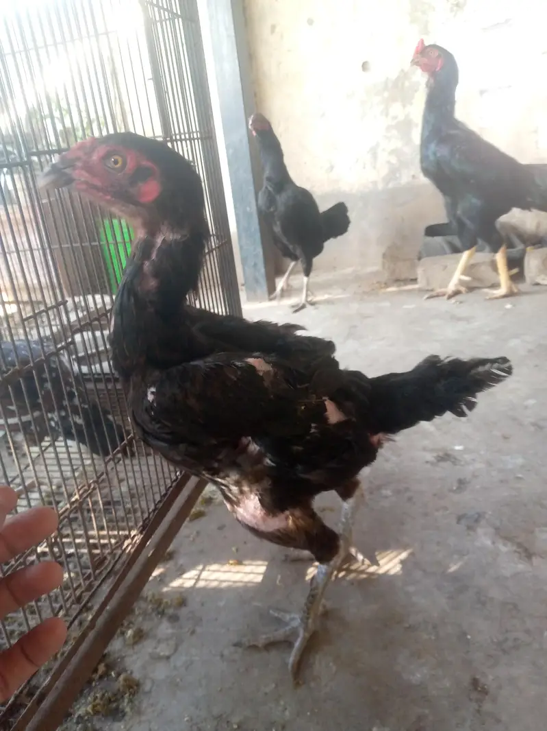 Aseel Set Up All Birds — photo 7