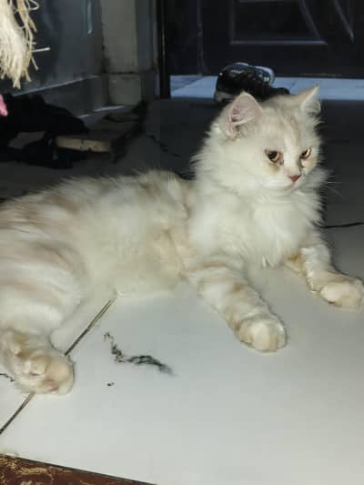 Persian female cat