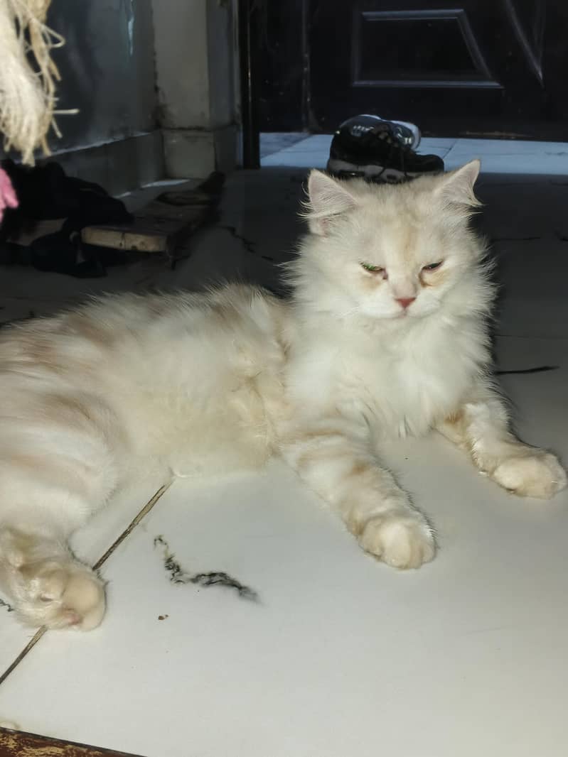 Persian female cat - Cats - 1120849180
