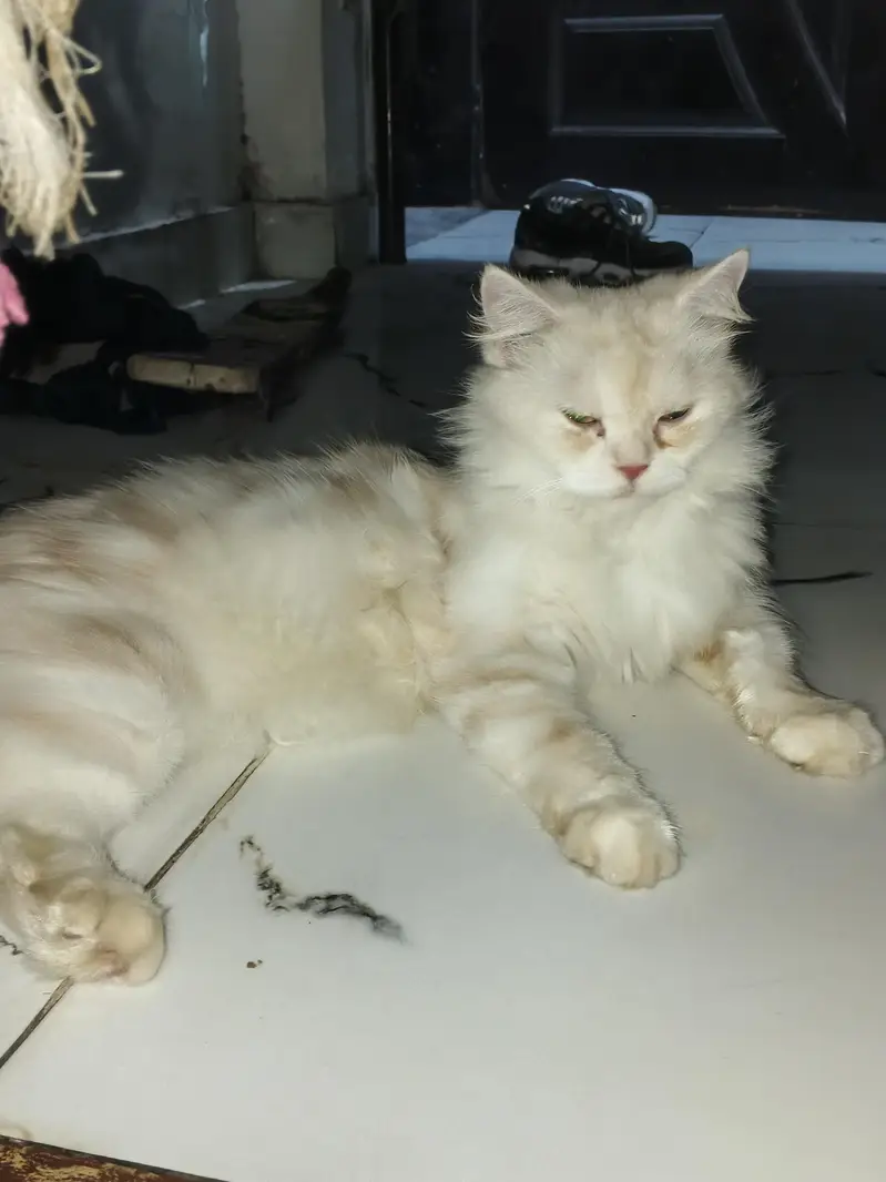 Persian female cat — photo 2