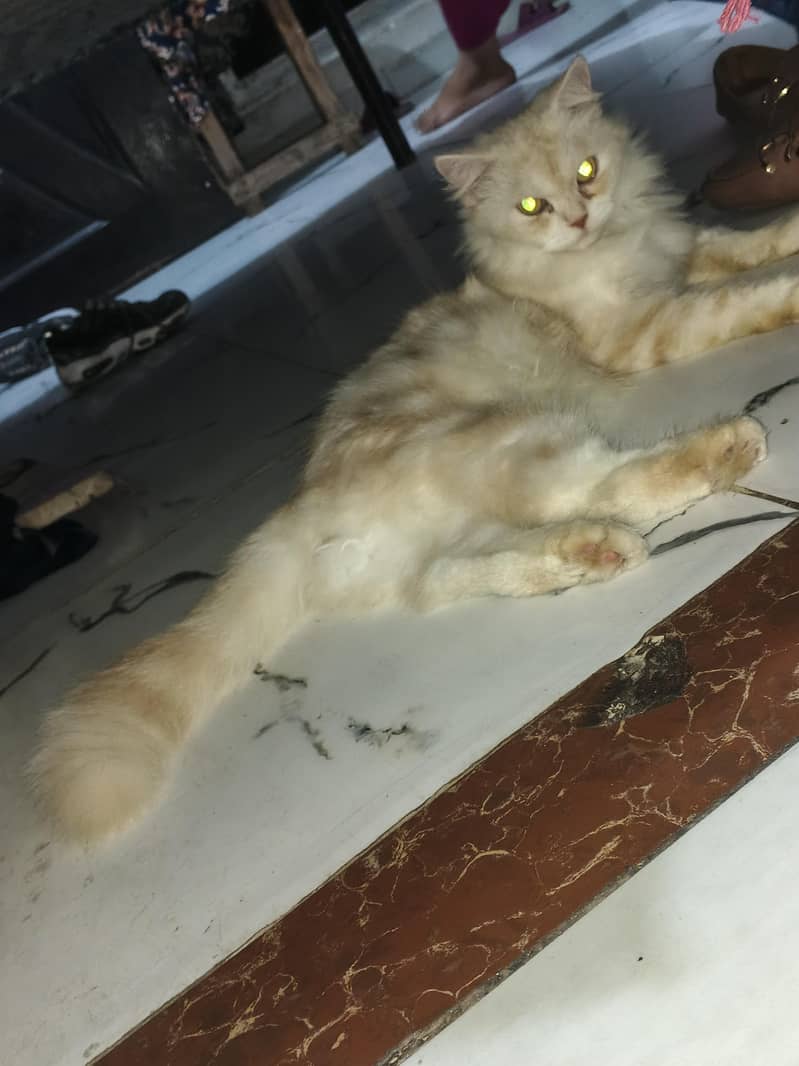 Persian female cat - Cats - 1120849180