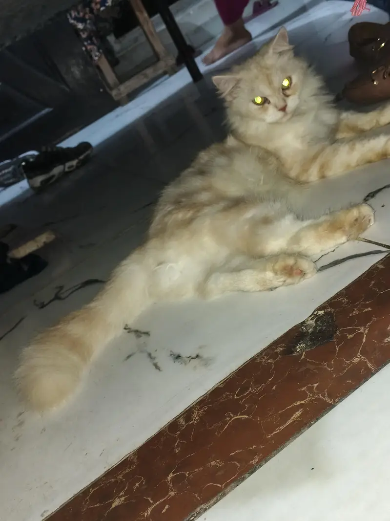 Persian female cat — photo 3