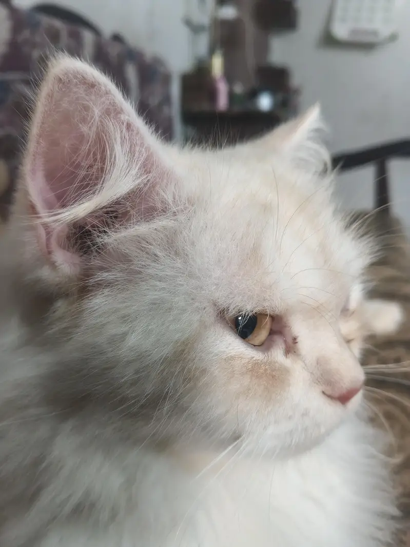 Persian female cat — photo 4