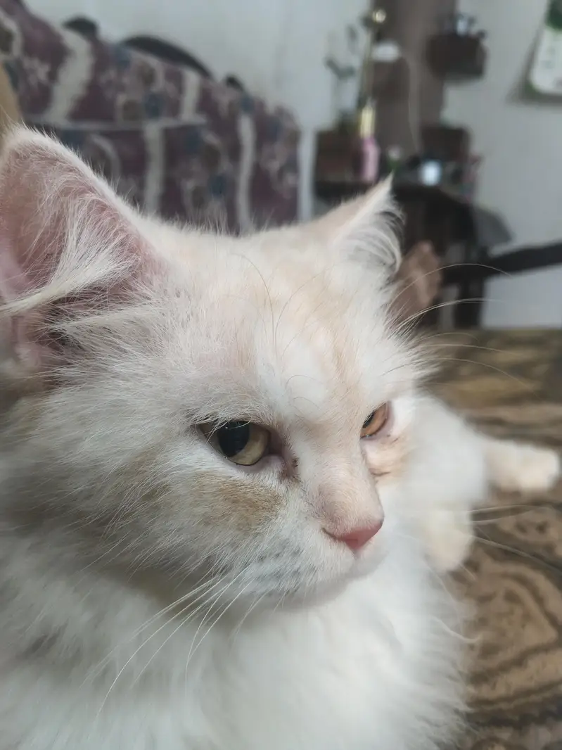 Persian female cat — photo 5